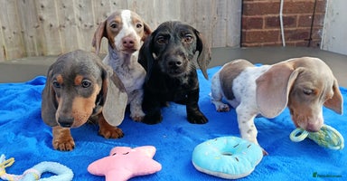 Dachshund dogs - Advert 8