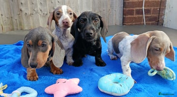 Dachshund dogs - Advert 8