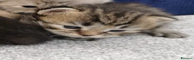 Siberian Kitten 4