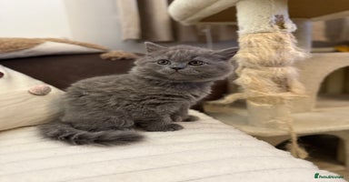 British Shorthair cats - Advert 6