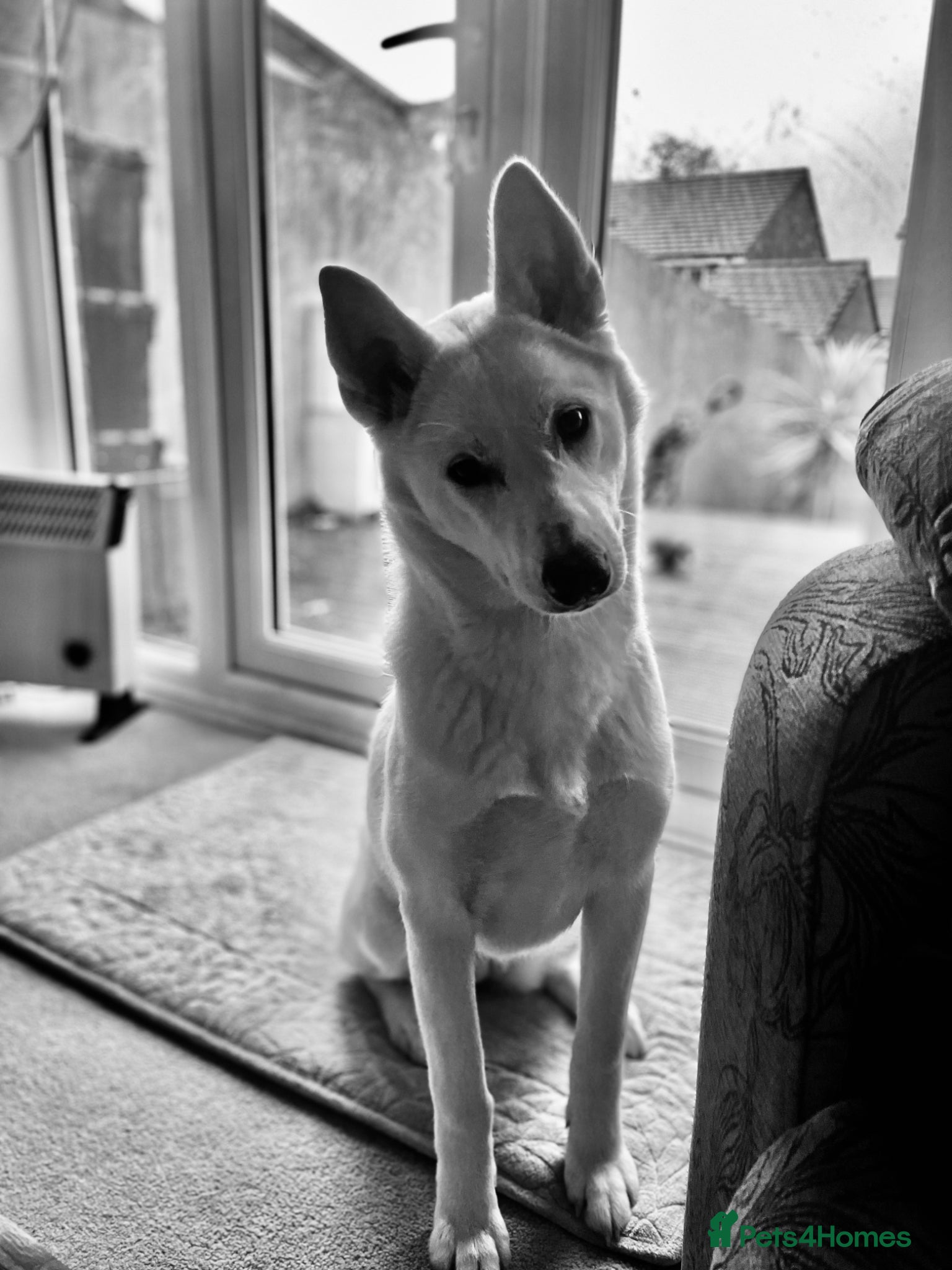 Huskita dogs 9 Month Female - Advert 1