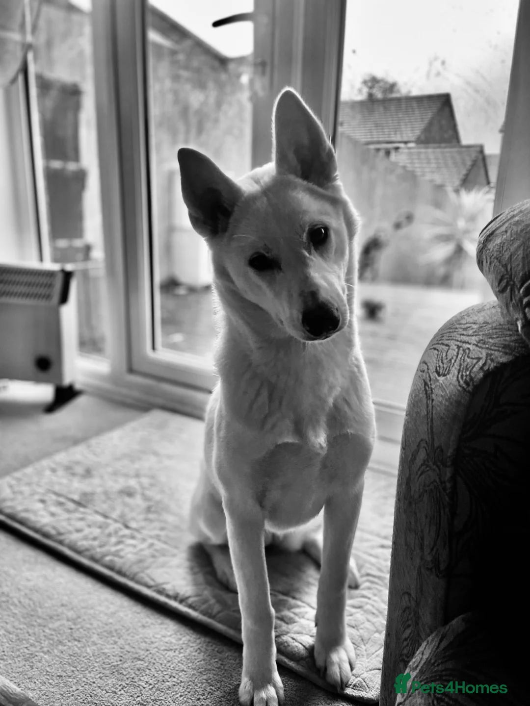 Huskita dogs for sale: 9 Month Female in Bridgnorth - Advert 1