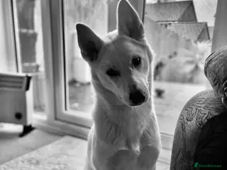 Huskita dogs 9 Month Female - Advert 4