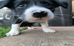 Border Collie dogs for sale: Border Collie Puppies - Image 4