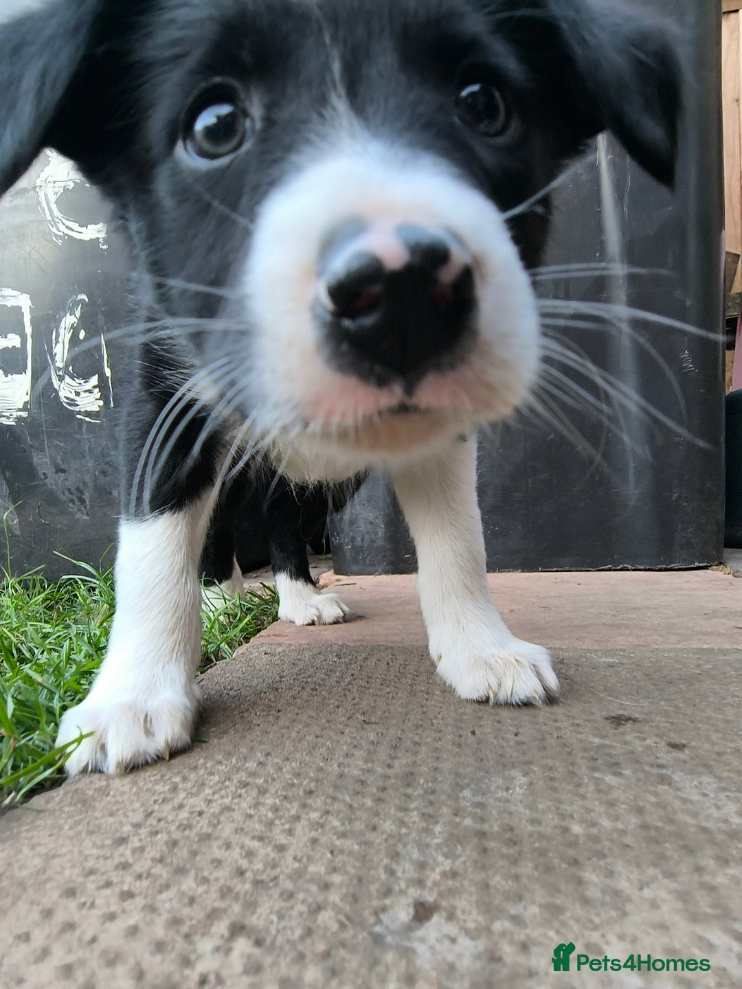 Border Collie dogs for sale: Border Collie Puppies - Image 4