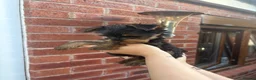 Yorkshire Terrier dogs for sale: Beautiful KC Registered Yorkshire Terriers in Manchester - Advert 11