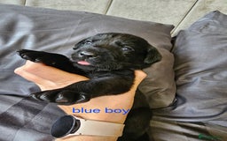 Labrador Retriever dogs for sale: KC Reg Labrador Puppies  - Image 4