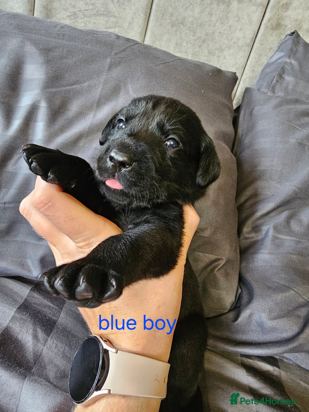 Labrador Retriever dogs for sale: KC Reg Labrador Puppies  - Image 4