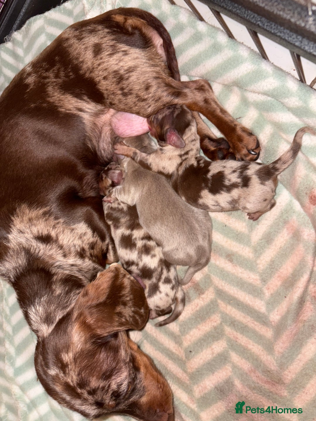 Miniature Dachshund dogs for sale: Pedigree PRA clear miniature dachshunds  - Advert 1