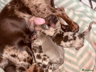 Miniature Dachshund dogs Pedigree PRA clear miniature dachshunds - Advert 2