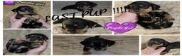 Miniature Dachshund dogs for sale: All reserved plz see my other add - Advert 10