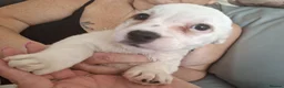 Mixed Breed dogs for sale: puppys - Advert 7