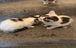 Mixed Breed cats for sale: 3 adorable little kittens ready for forever homes - Image 6