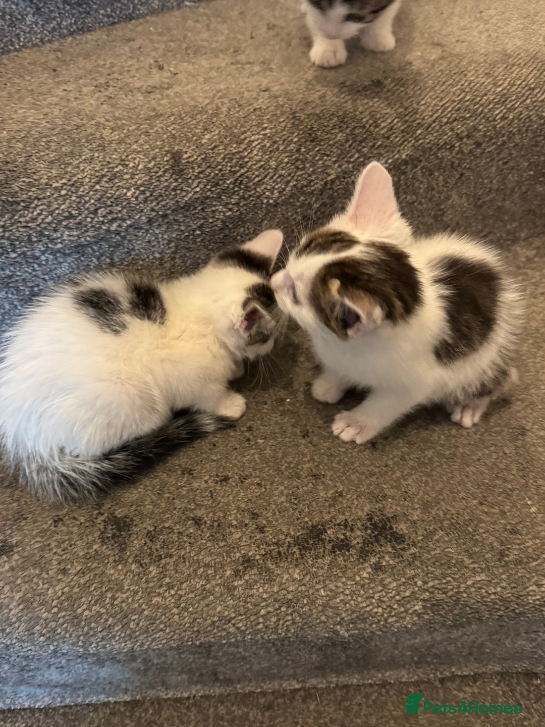 Mixed Breed cats for sale: 3 adorable little kittens ready for forever homes - Image 6