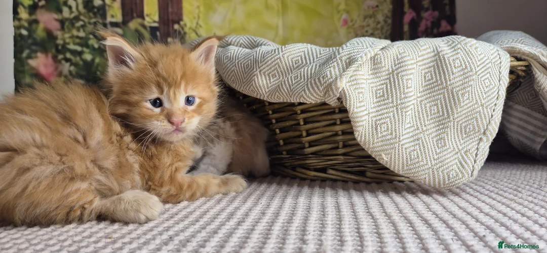 Maine Coon cats for sale: Maine Coon - Advert 2
