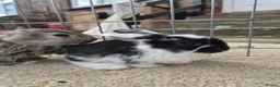 French Lop rabbits for sale: 10 beautiful show quality french lop kits  - Advert 6