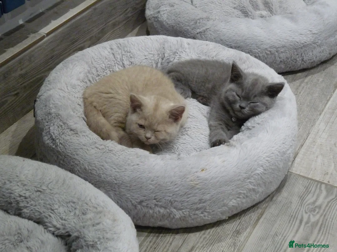 British Shorthair cats for sale: four beautiful british shorthair kittens for sale - Advert 8