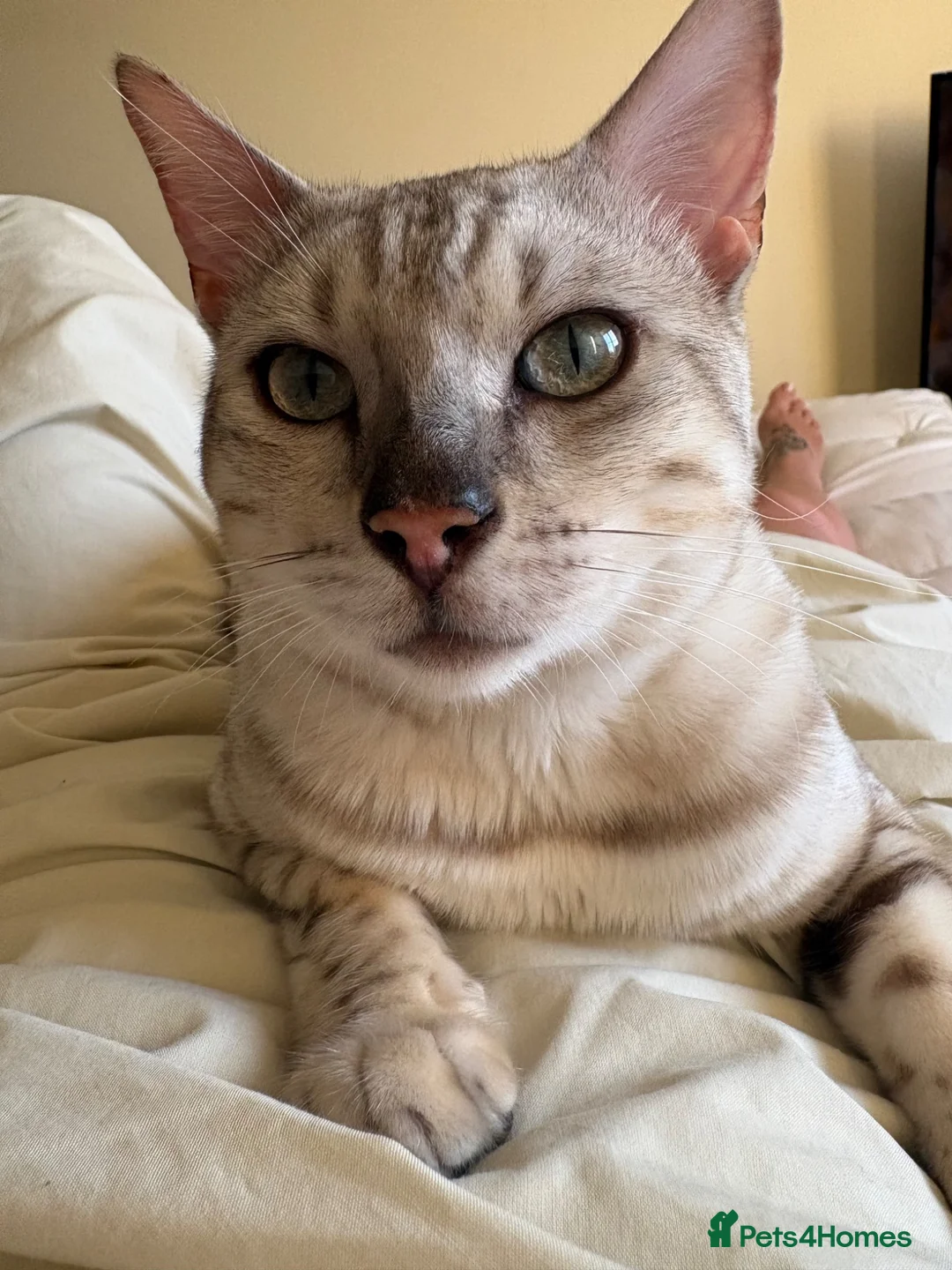 Bengal cats for stud: Snow bengal STUD - Advert 1