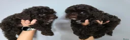Cockapoo dogs for sale: Chocolate DNA Health Tested Cockapoos  - Advert 17