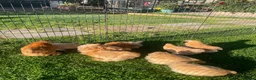 Chickens poultry for sale: Pekin Bantam Pullets - Advert 4