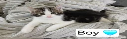 Mixed Breed cats for sale: 3 Beautiful kittens ready for their forever homes! in Bristol - Advert 6
