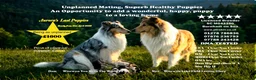 Rough Collie dogs for sale: Top Healthy Puppies, clear DNA CEA-DM-MDR1, PRA - Advert 1