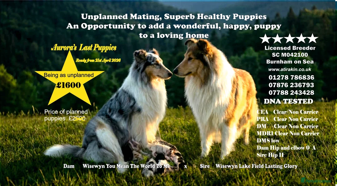 Rough Collie dogs for sale: Top Healthy Puppies, clear DNA CEA-DM-MDR1, PRA - Advert 1