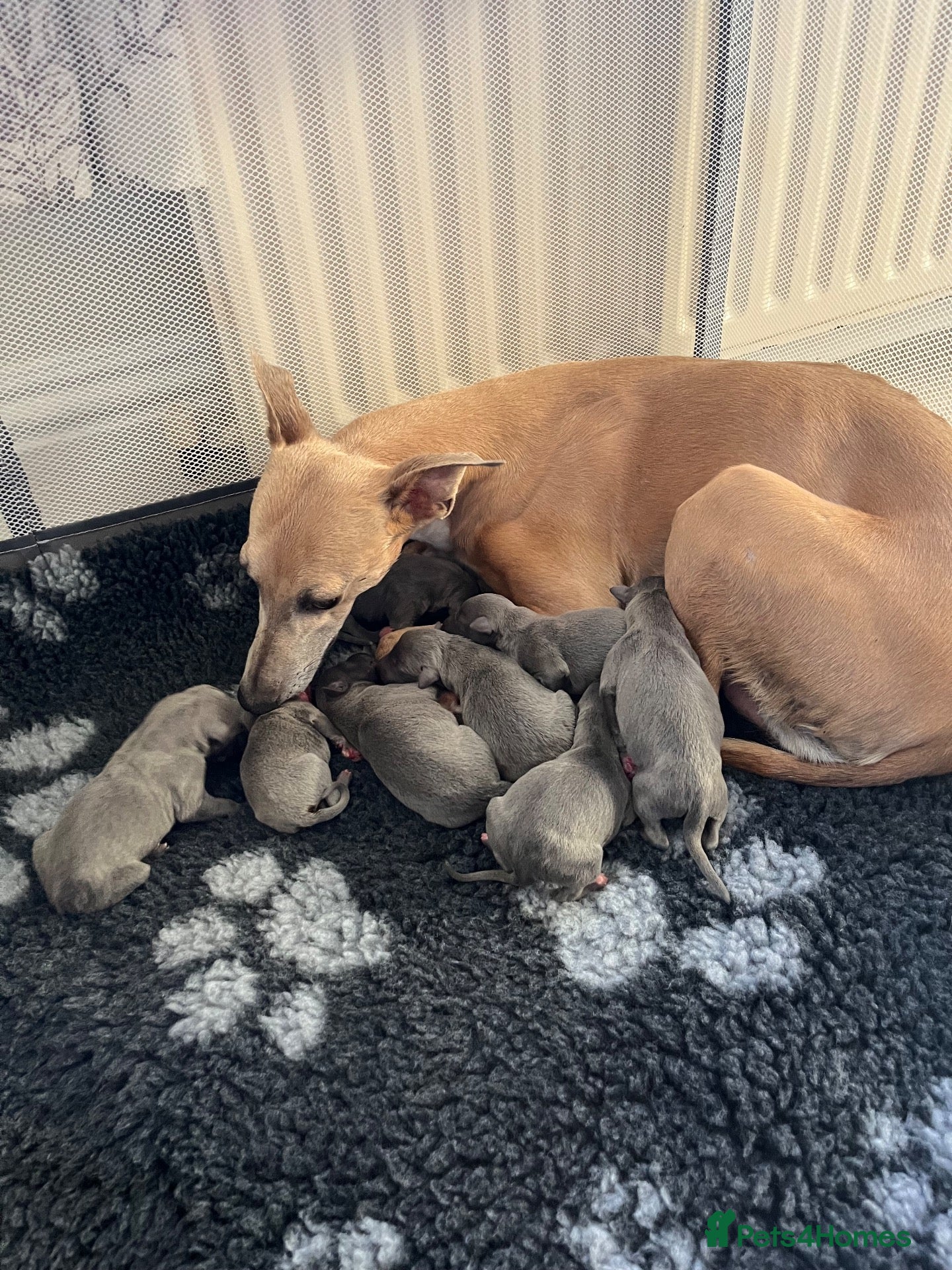 Whippet dogs Stunning KC registered solid blue whippet puppies - Advert 2