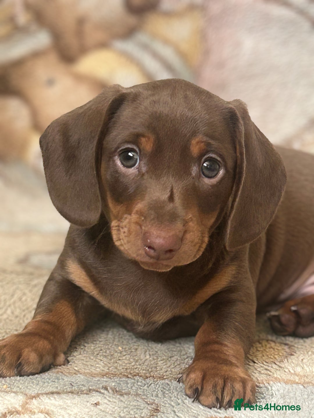 Miniature Dachshund dogs for sale: Miniature dachshunds, ready now - Image 1