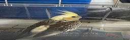 Cockatiels birds for sale: Baby cockatiels for sale - read ad for prices  - Advert 10