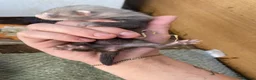 Ferret rodents for sale: 9 ferret kits - Advert 9