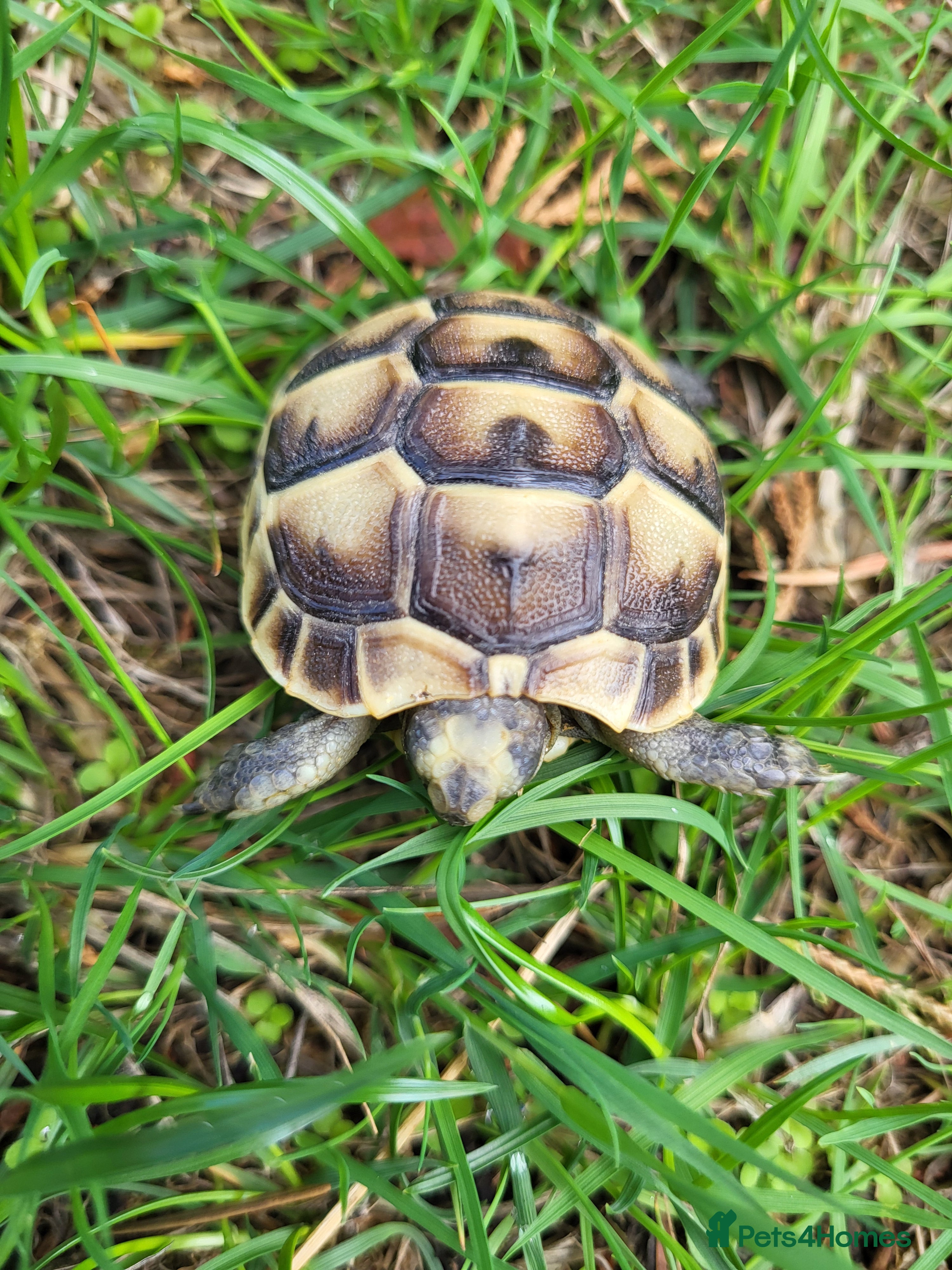 Tortoise reptiles Greek spur-thighed tortoises (Testudo graeca)  - Advert 3