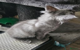 Maine Coon cats for sale: ACTIVE Silver Smoke Girl. 💖💖READY NOW💖💖 - Image 3