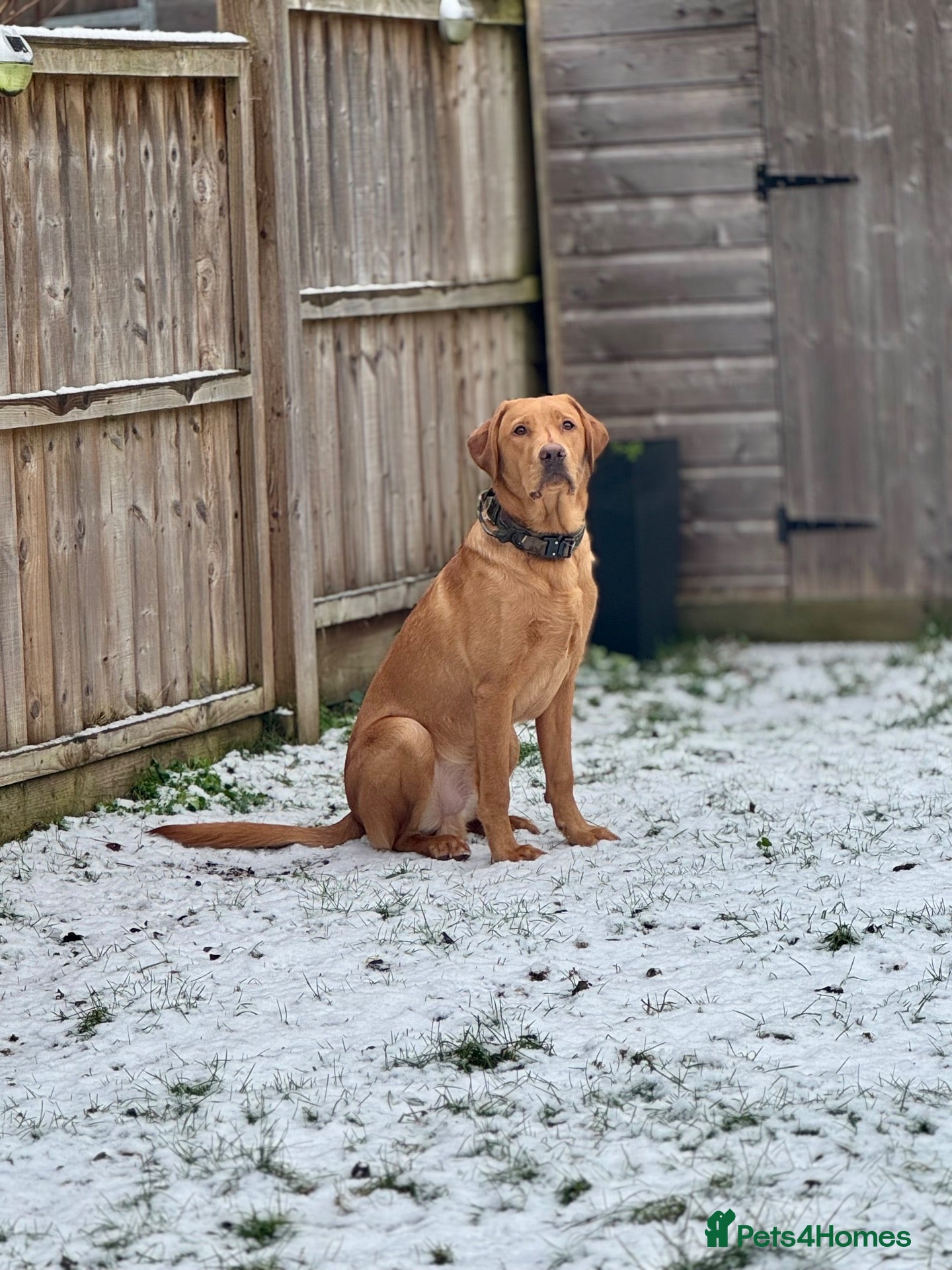 Labrador Retriever dogs Proven KC Fox Red Lab Stud - Advert 11