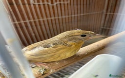 Finches birds for sale: RED SISKINS MUTATIONS  - Image 5