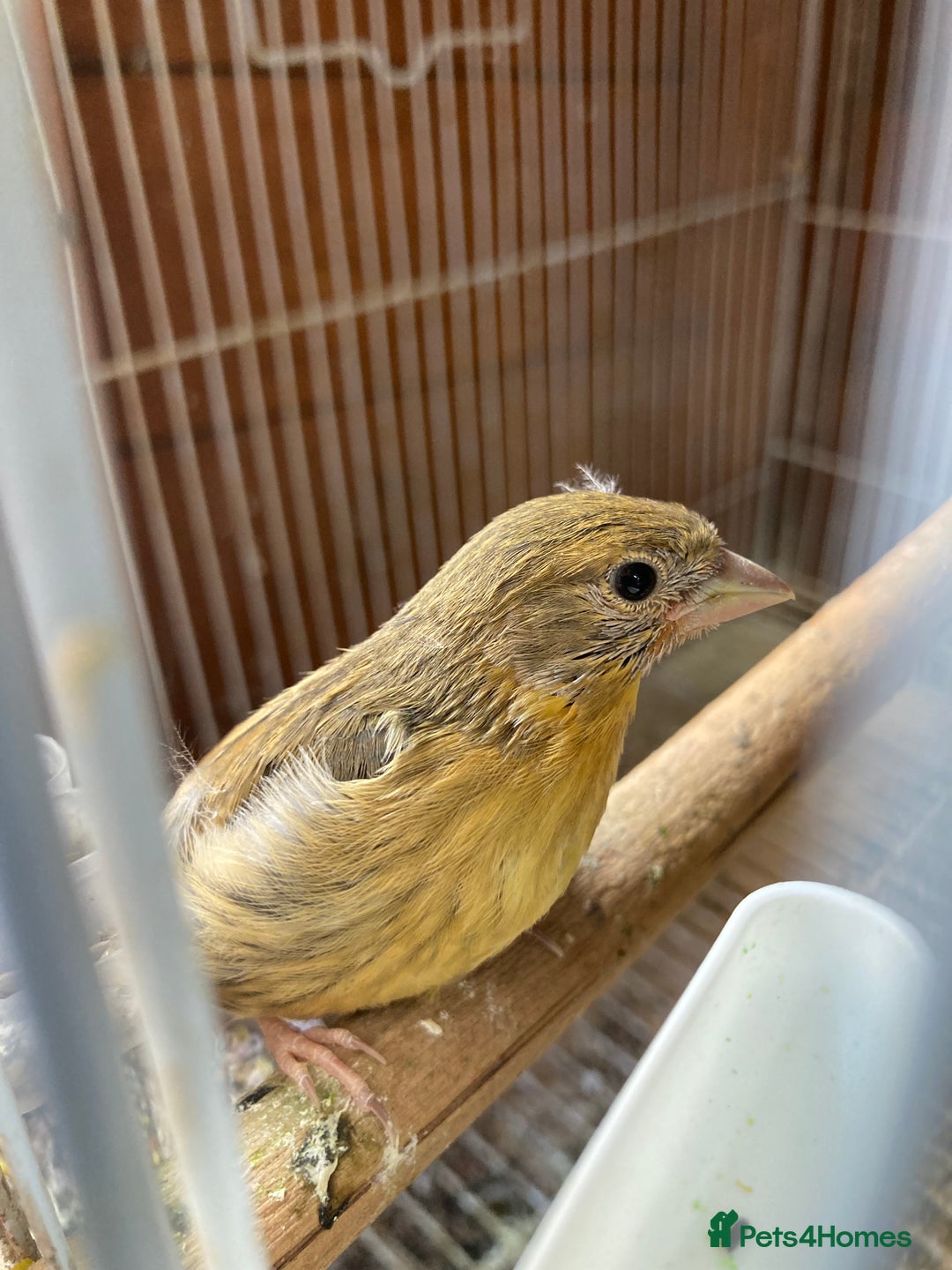 Finches birds for sale: RED SISKINS MUTATIONS  - Image 5