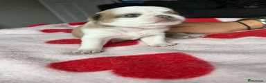 Lila