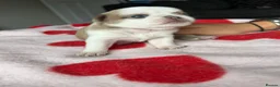 Pug dogs for sale: pug puppies  - Advert 17