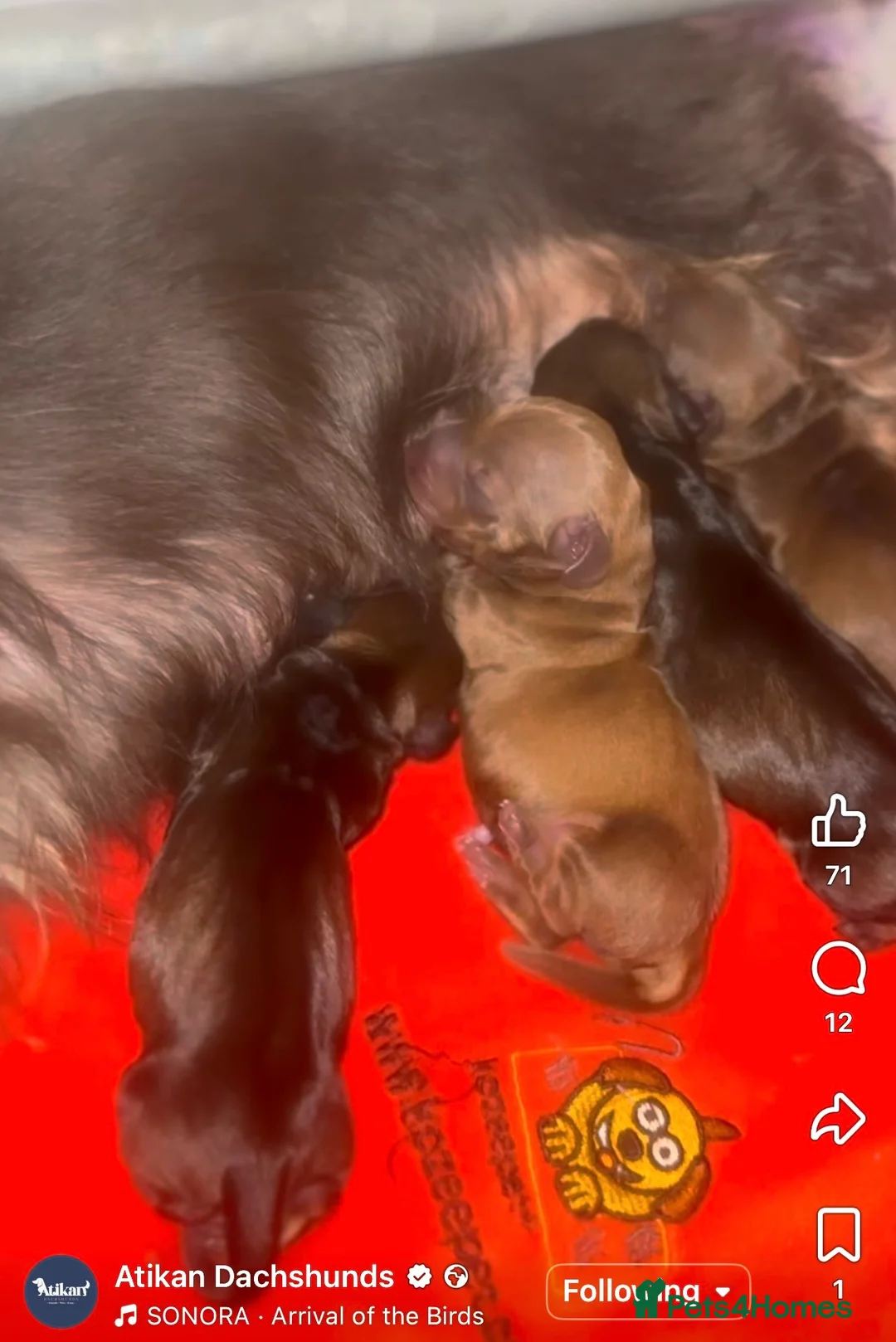 Miniature Dachshund dogs for stud: Crufts Qualified CH sired Wire Coat Stud - Advert 2