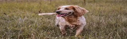Cocker Spaniel dogs for sale: KC, Docked legally working Cocker Spaniels - Advert 2