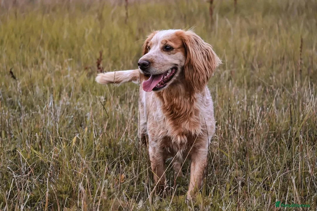 Cocker Spaniel dogs for sale: KC, Docked legally working Cocker Spaniels - Advert 2