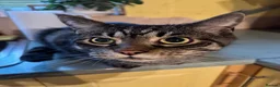 Mixed Breed cats for sale: Two beautiful tabby boys ready to rehome - Advert 7