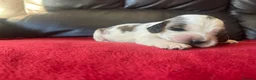 Cocker Spaniel dogs for sale: ⭐️KC Registered Show Cocker Spaniels ⭐️ in Carmarthen - Advert 18