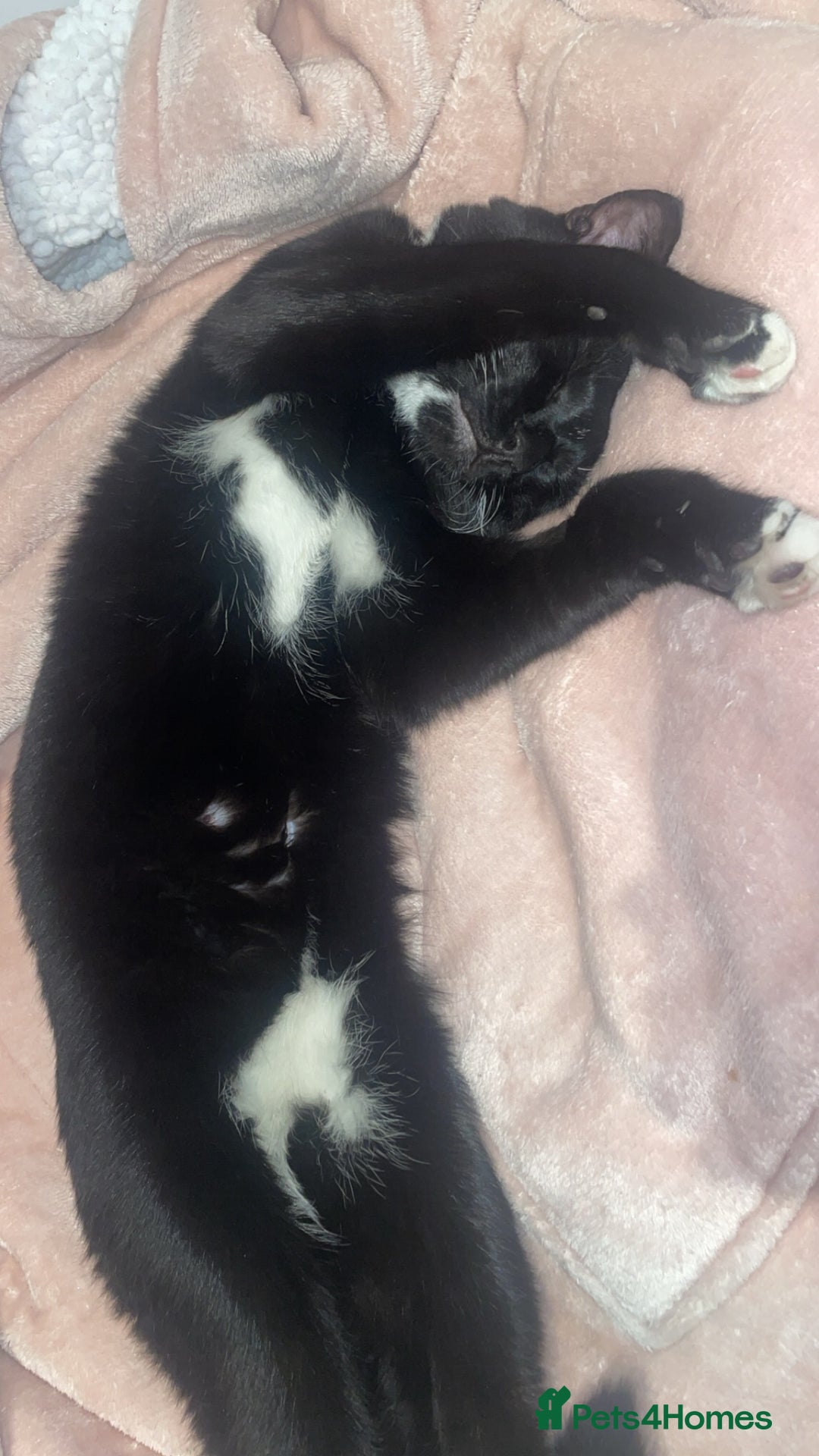 Domestic Shorthair cats for sale: 🐾 Free to a forever home - 2yr old male cat 🐾 - Image 6