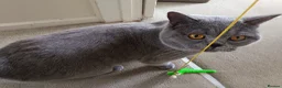 British Shorthair cats for stud: Blue British Shorthair stud, GCCF active - Advert 5