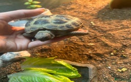 Tortoise reptiles for sale: Tortoise for sale.  - Image 2