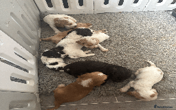 Cocker Spaniel dogs for sale: KC Show Type Cocker Spaniel Pups - Family Home  - Image 24