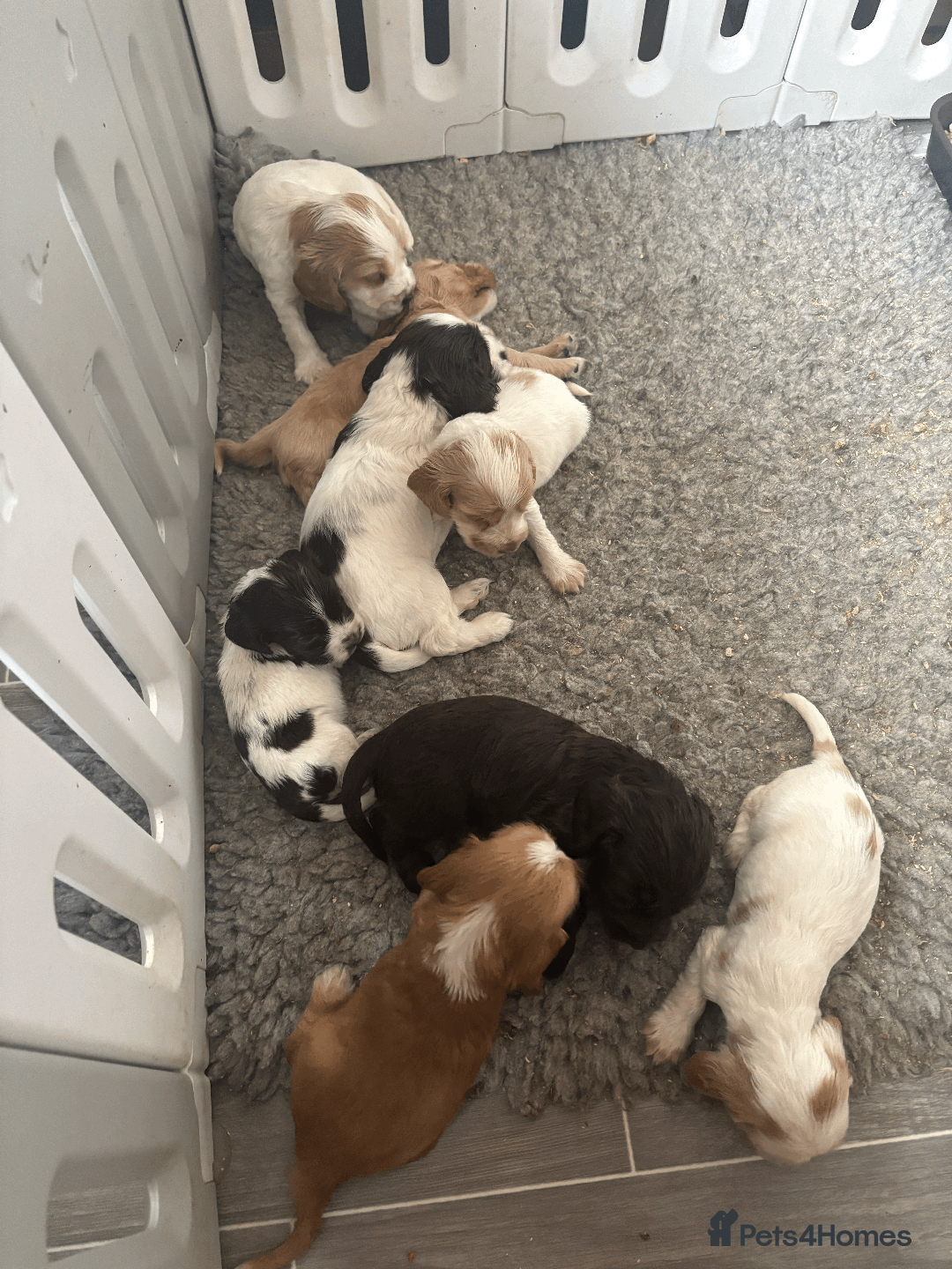 Cocker Spaniel dogs for sale: KC Show Type Cocker Spaniel Pups - Family Home  - Image 24