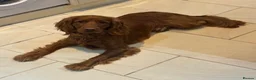 Cocker Spaniel dogs for sale: Teddy - Advert 3