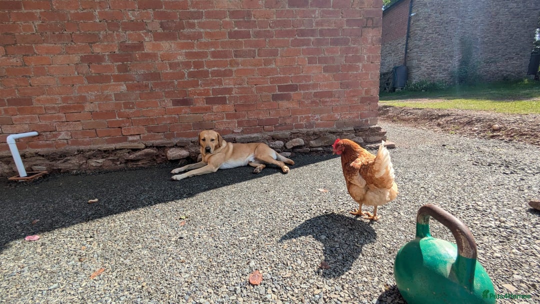 Labrador Retriever dogs for stud: Family Labrador to Stud - Advert 12